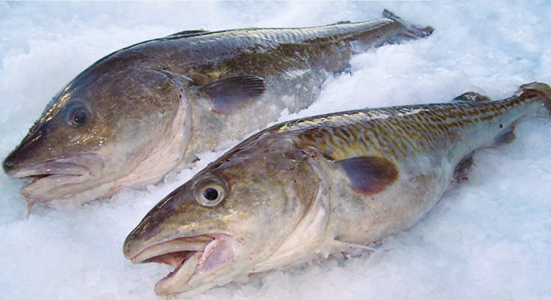 Cod - We offer Black & Pacific Cod - Chinook Quality